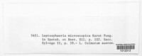 Phaeosphaeria microscopica image